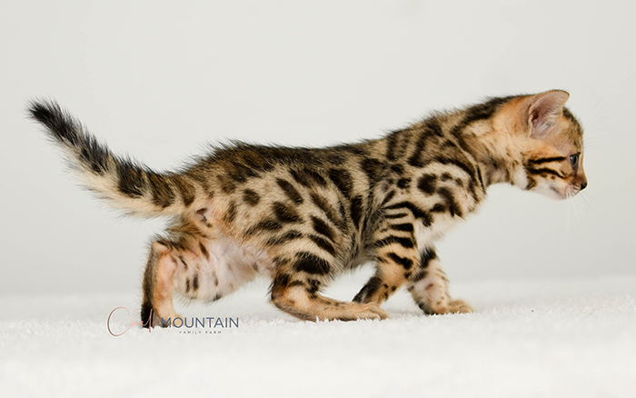 Bengal kitten for sale